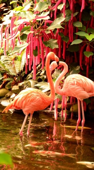 twp orange flamingos on body of water near flowers thumbnail