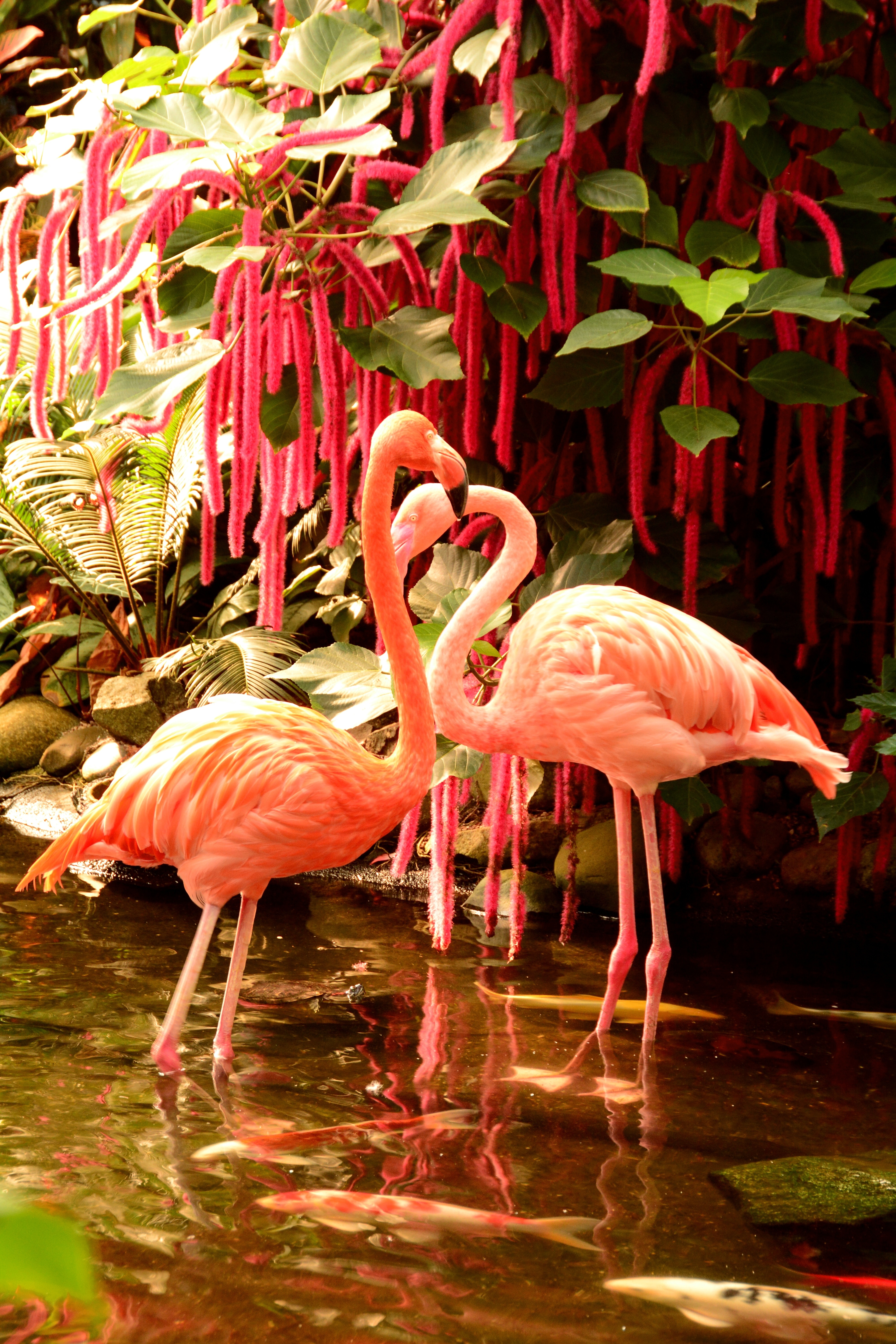 twp orange flamingos on body of water near flowers