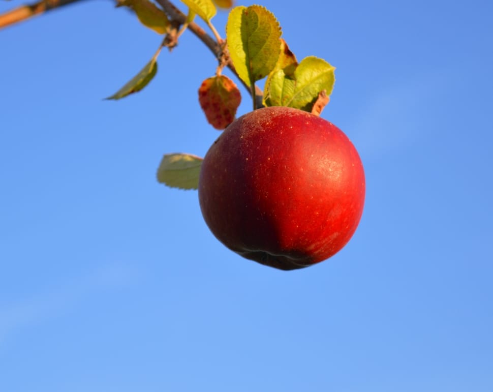 apple fruit preview