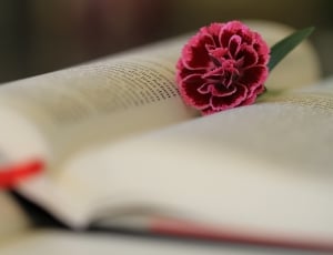 Christian, Read, Christianity, Bible, flower, book thumbnail