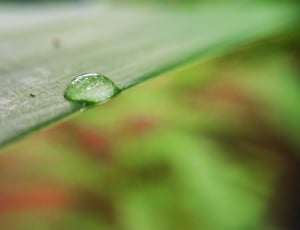 shallow focus photography of drops of water on top of green textile thumbnail
