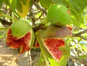 Plant, Fruit, Fig, Open, Fresh, Ripe, fruit, food and drink thumbnail