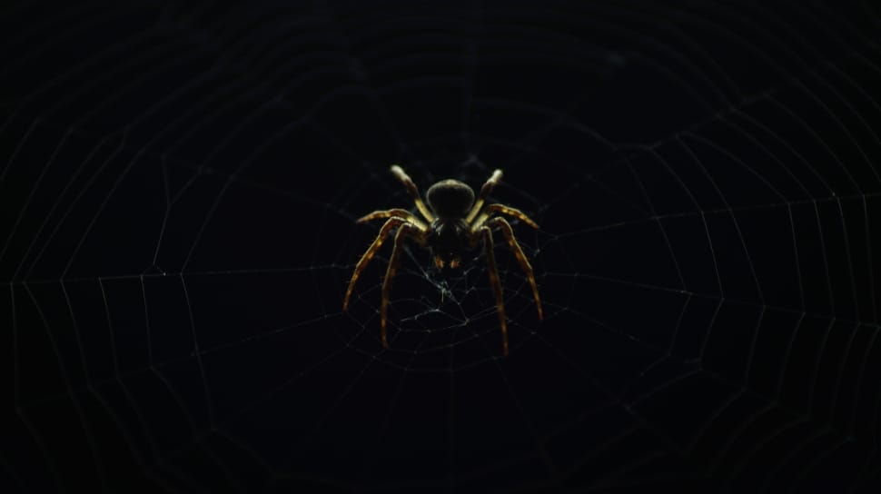 black and brown spider preview