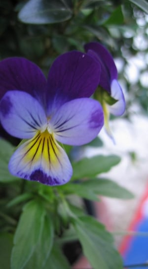 purple and white petal flower thumbnail