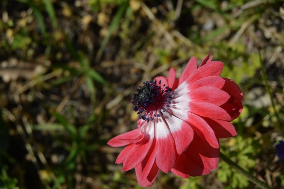 Flowers, White, Red Flower, Red, Anemone, flower, petal preview
