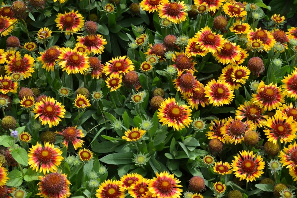 yellow and red sun flowers preview