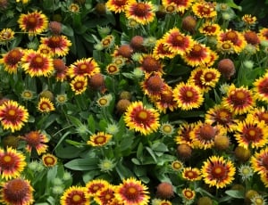 yellow and red sun flowers thumbnail