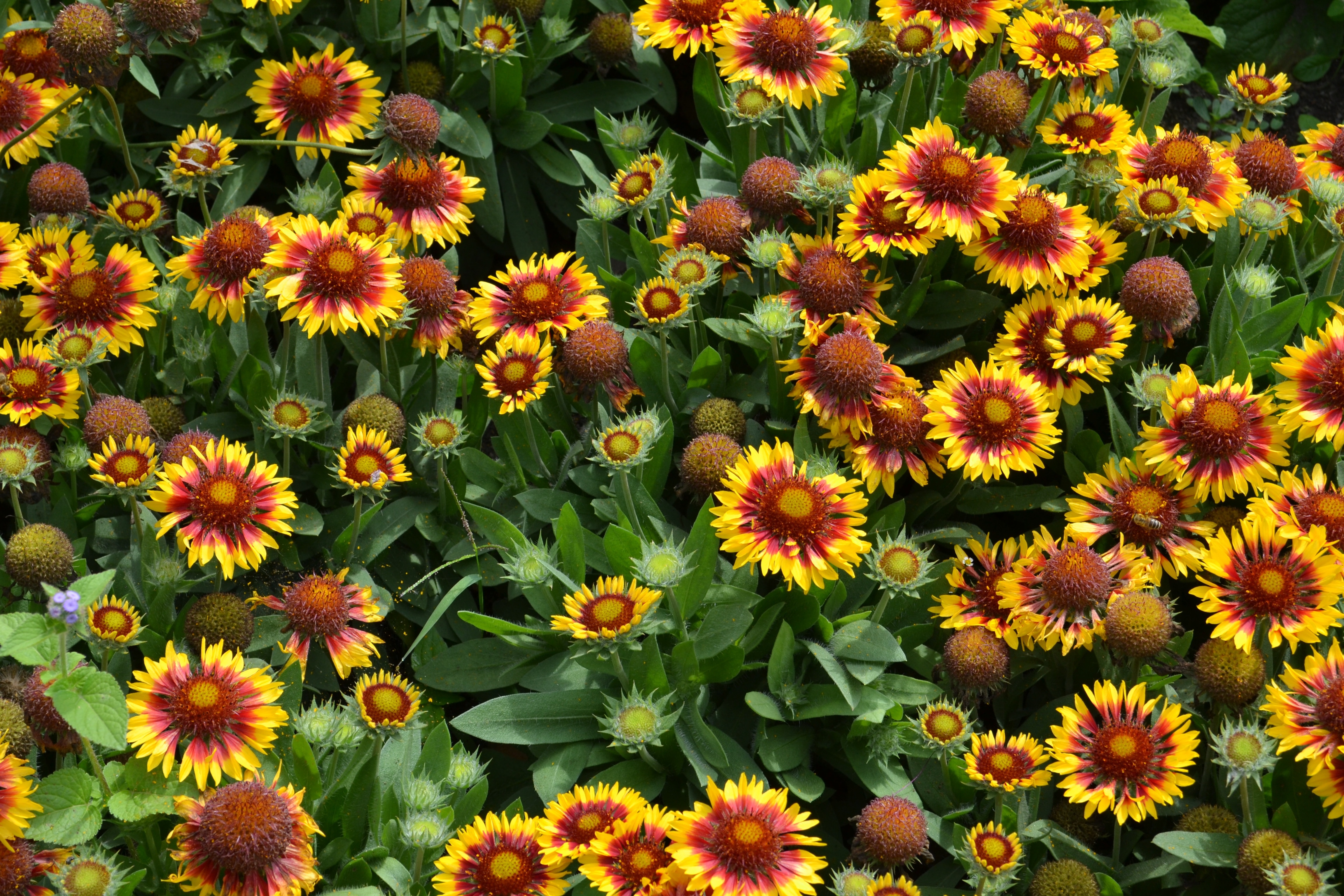 yellow and red sun flowers