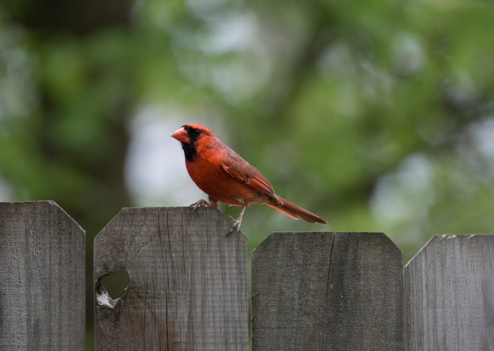 red cardinal preview
