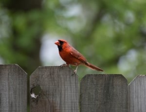 red cardinal thumbnail