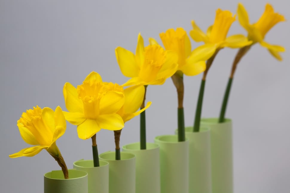 Daffodil, Spring, Easter, Series, flower, plant preview