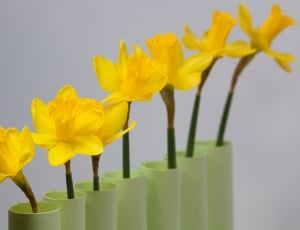 Daffodil, Spring, Easter, Series, flower, plant thumbnail