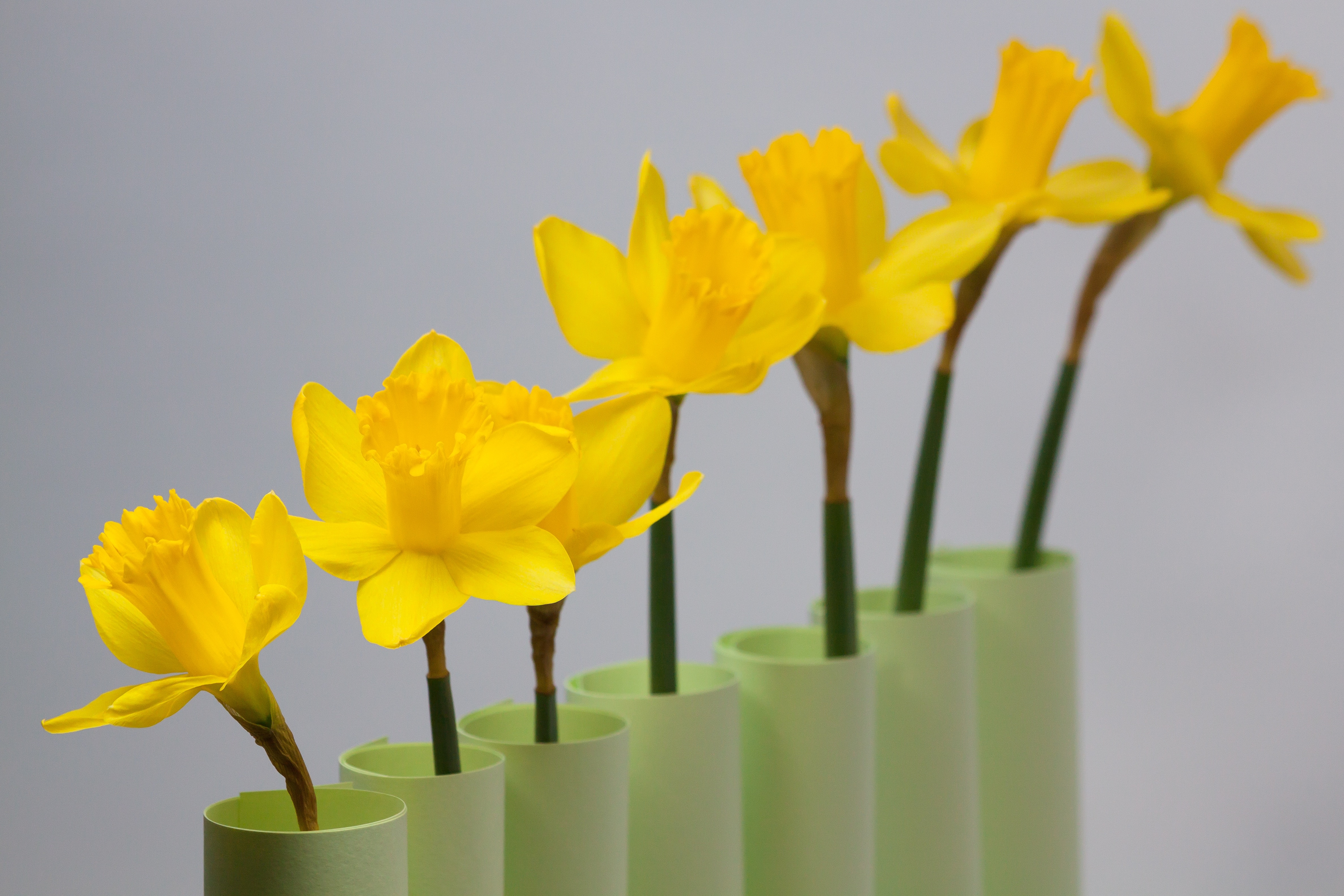 Daffodil, Spring, Easter, Series, flower, plant