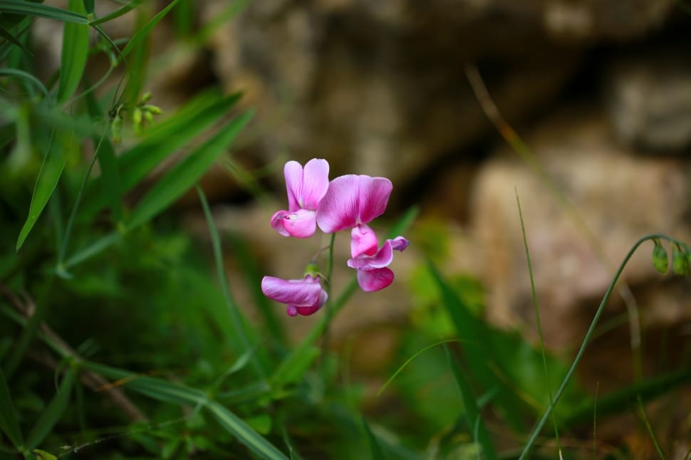 pink pea flowers preview