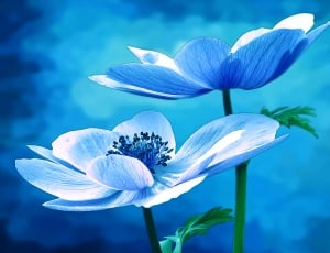 2 blue flowers thumbnail