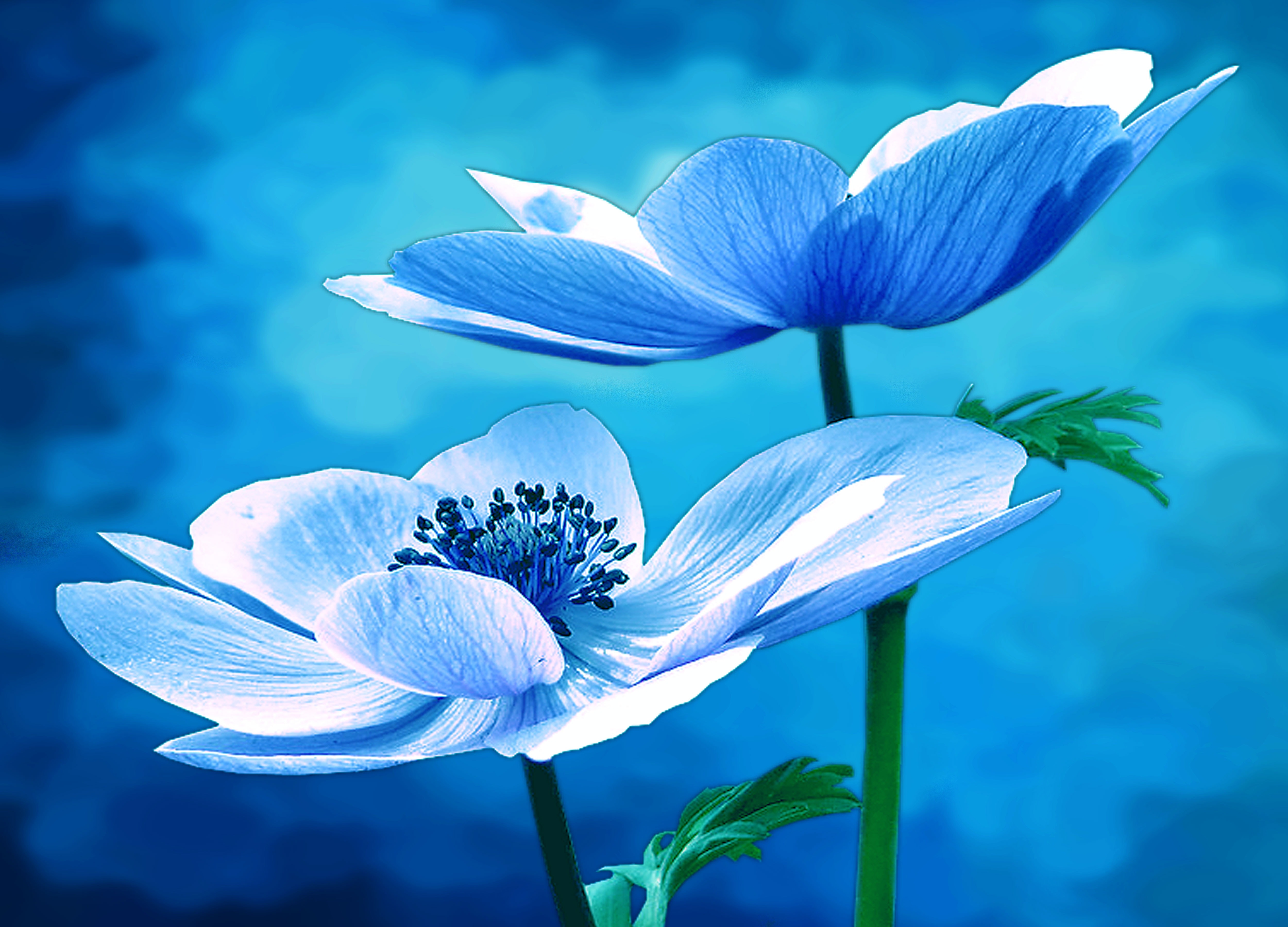 2 blue flowers