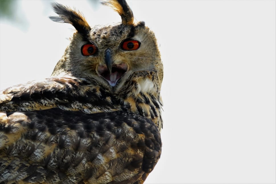 brown and black red eyed owl preview