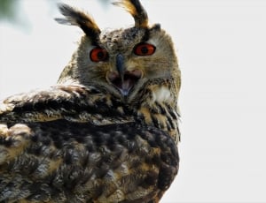 brown and black red eyed owl thumbnail
