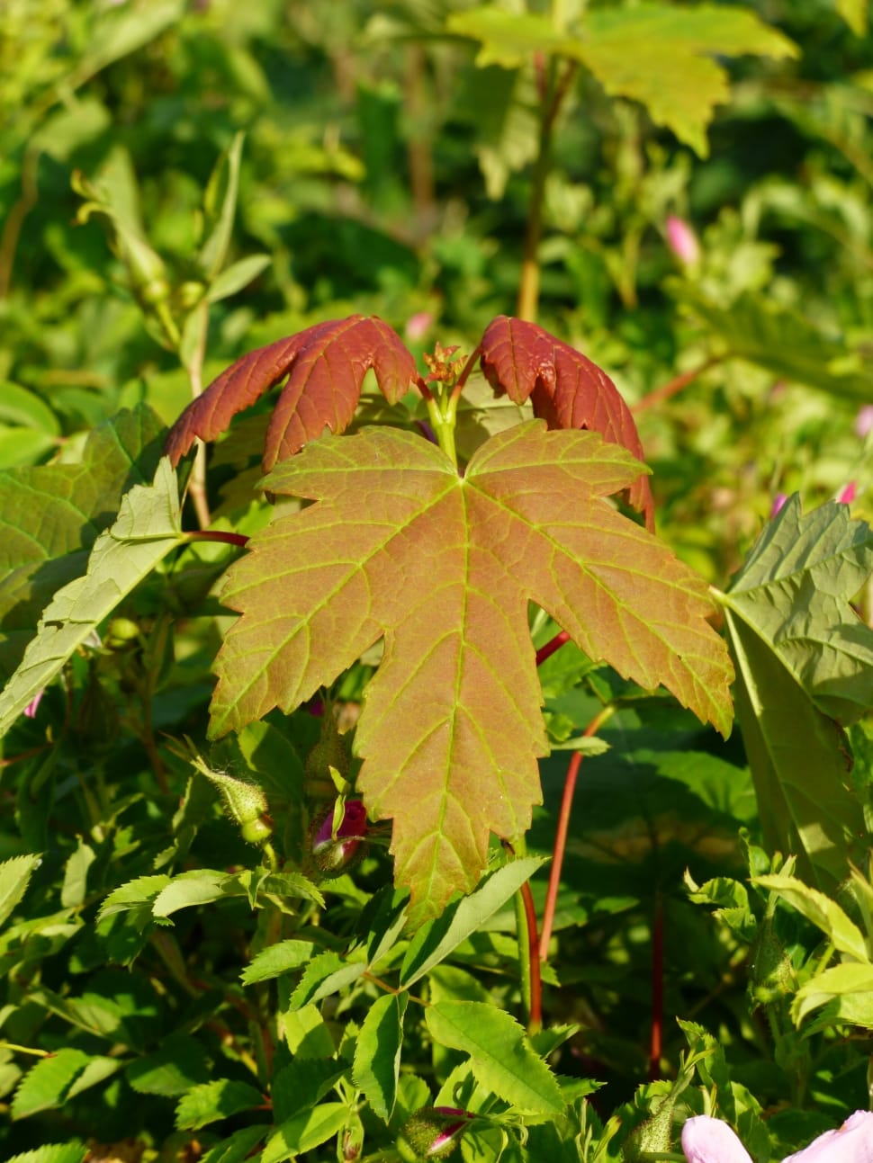 green and red leaf outdoor plant preview