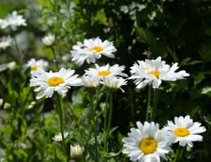 white english daisy thumbnail