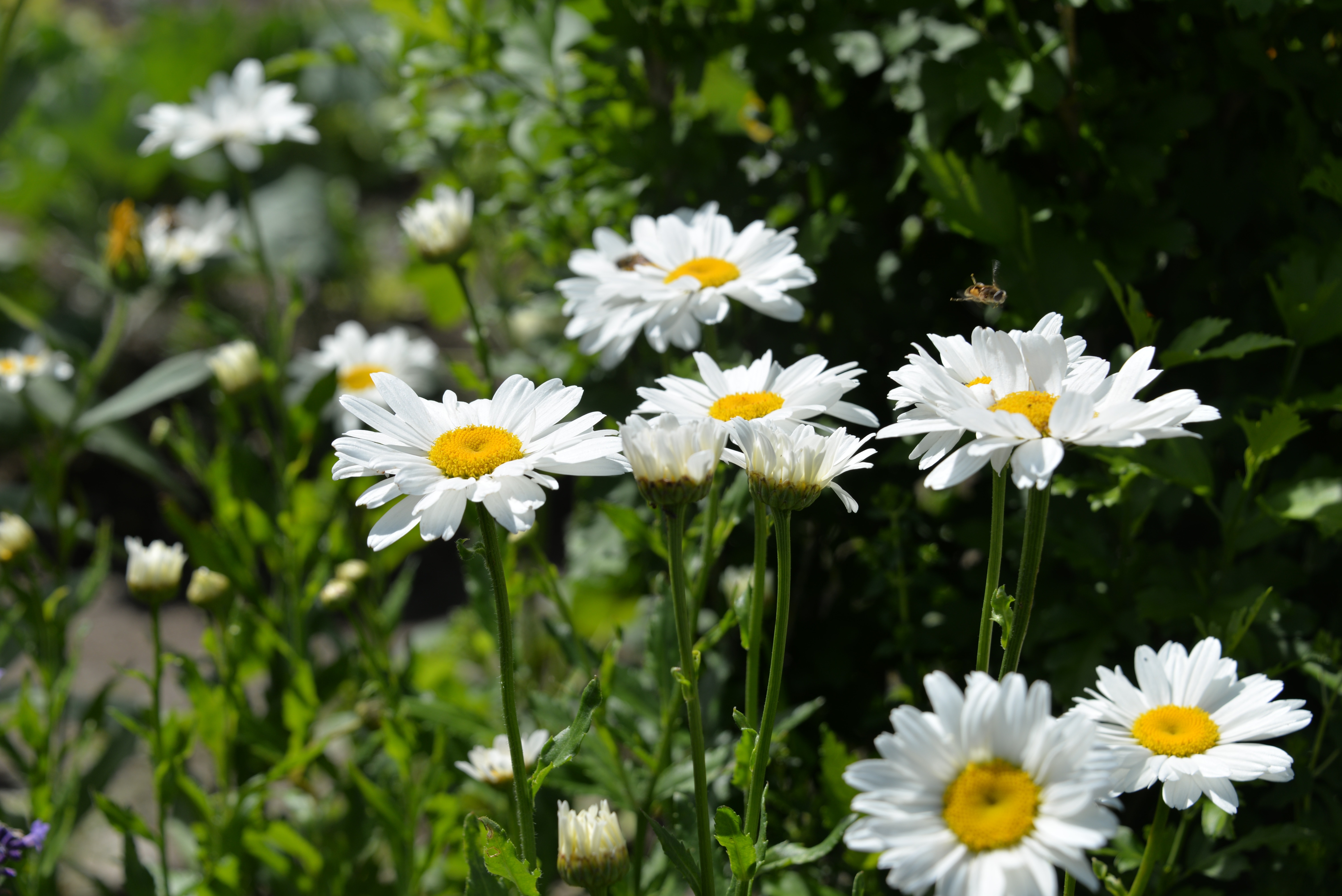 white english daisy