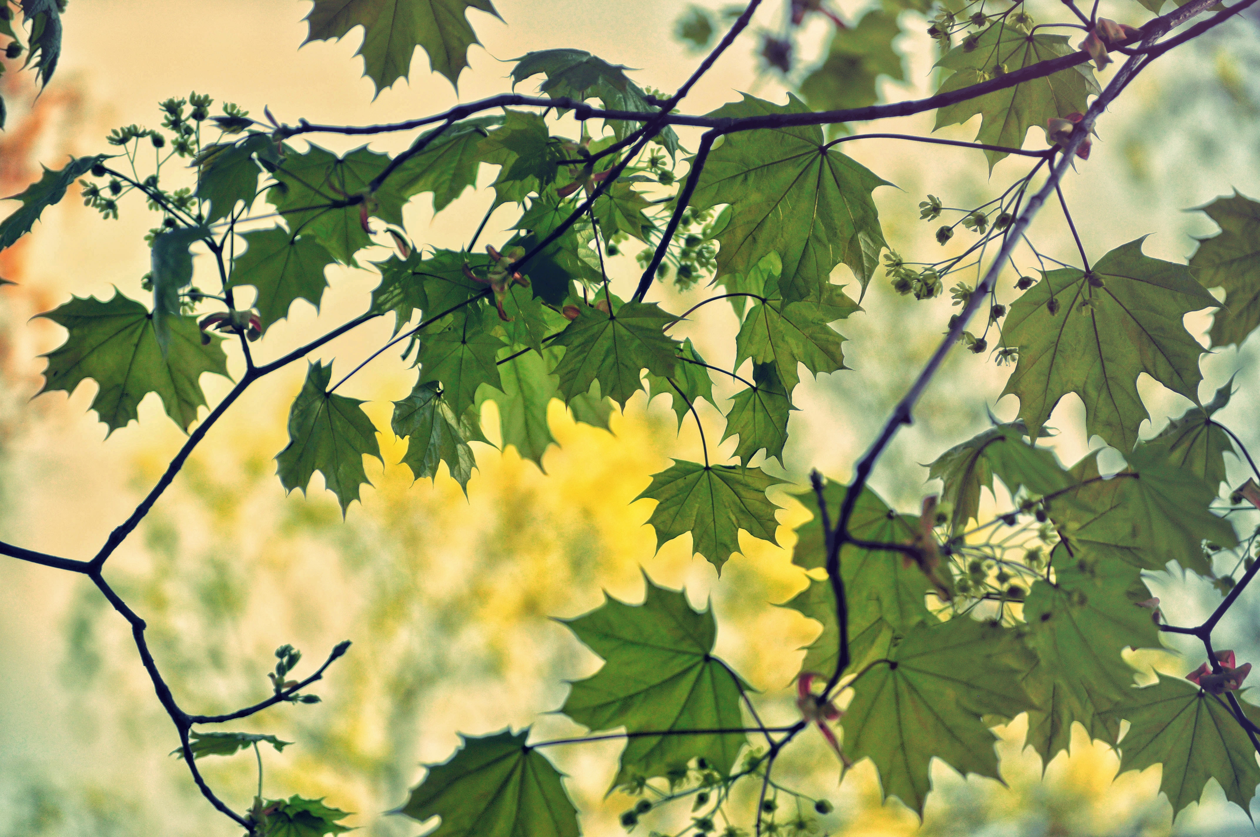 green leaf plant