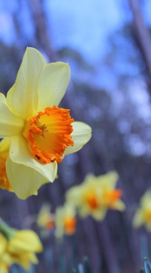 yellow and orange petal flower thumbnail