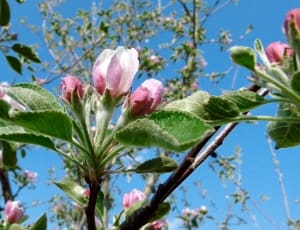 pink and white flowering tree thumbnail