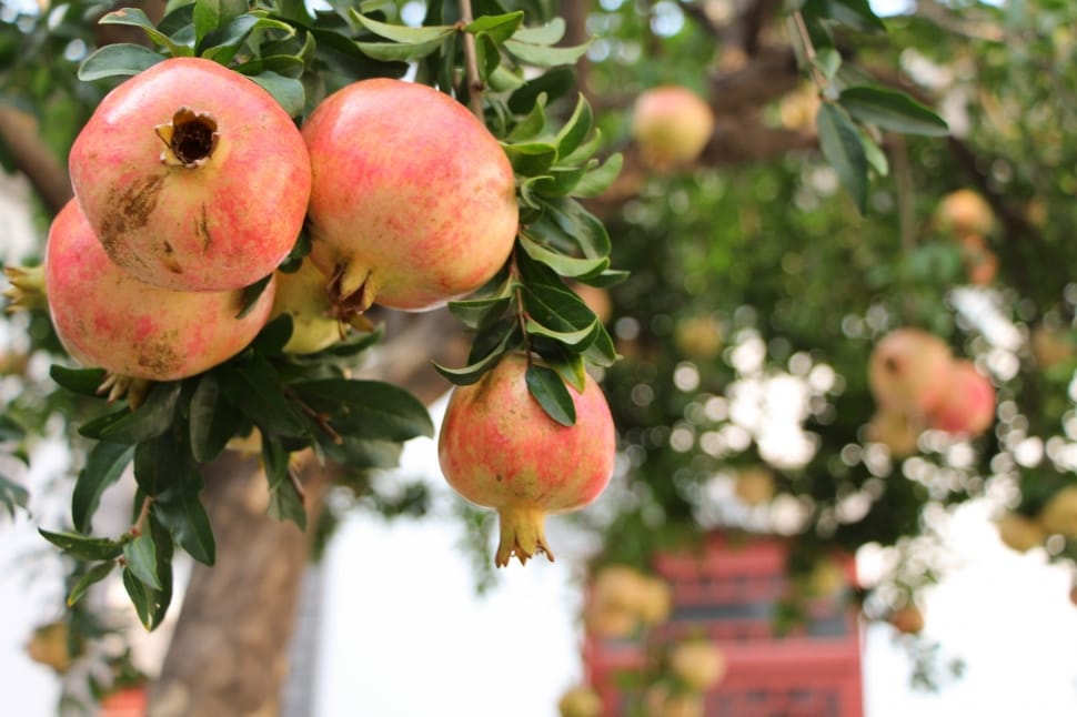 closeup photography of pomegranate tree with fruits during daytime preview