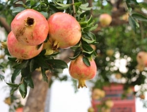 closeup photography of pomegranate tree with fruits during daytime thumbnail