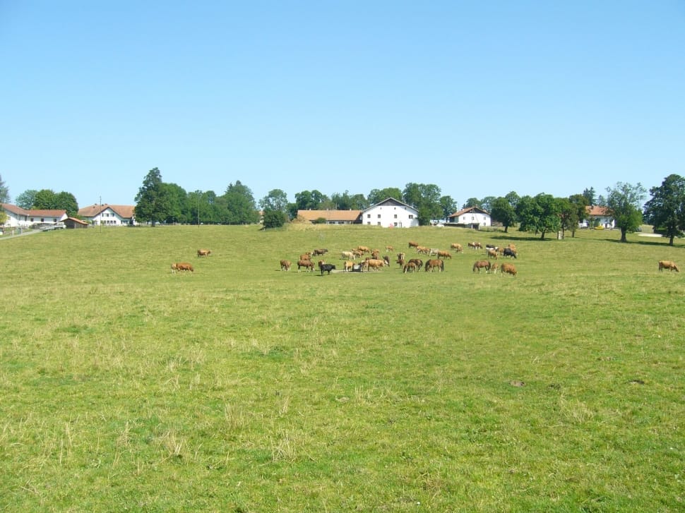 herd of horse in the green lawn preview