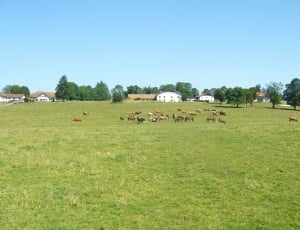 herd of horse in the green lawn thumbnail