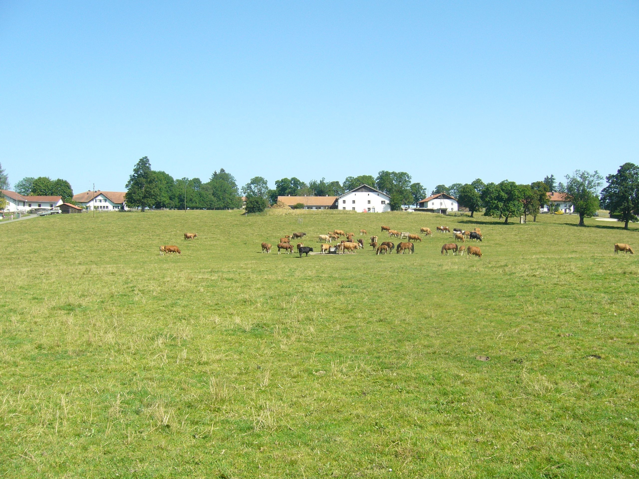 herd of horse in the green lawn