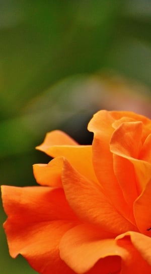 orange flowers with honey bee thumbnail