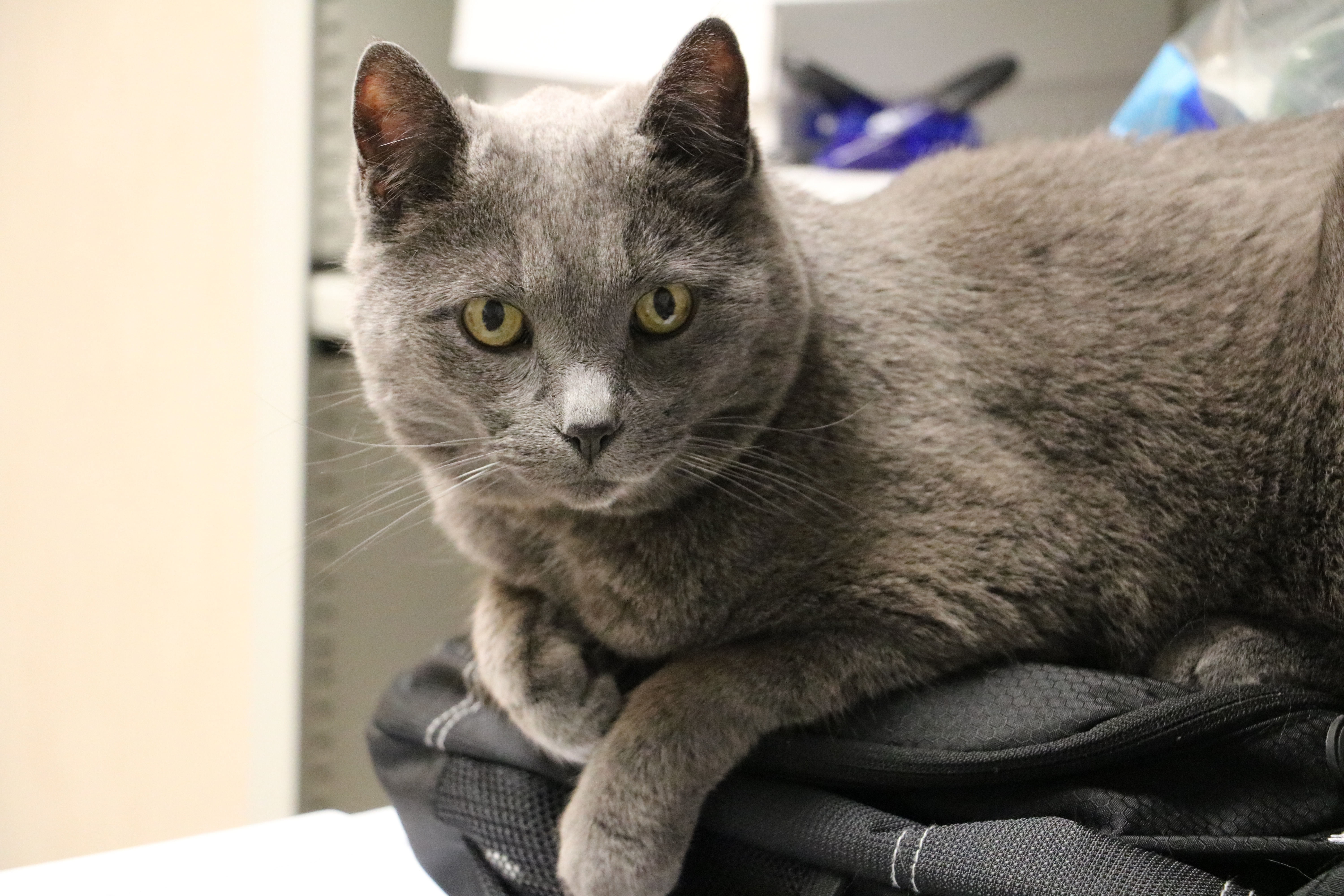 gray medium fur cat