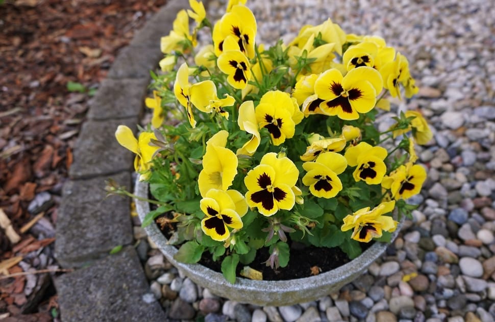 yellow and black petaled flowers preview