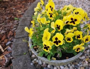 yellow and black petaled flowers thumbnail