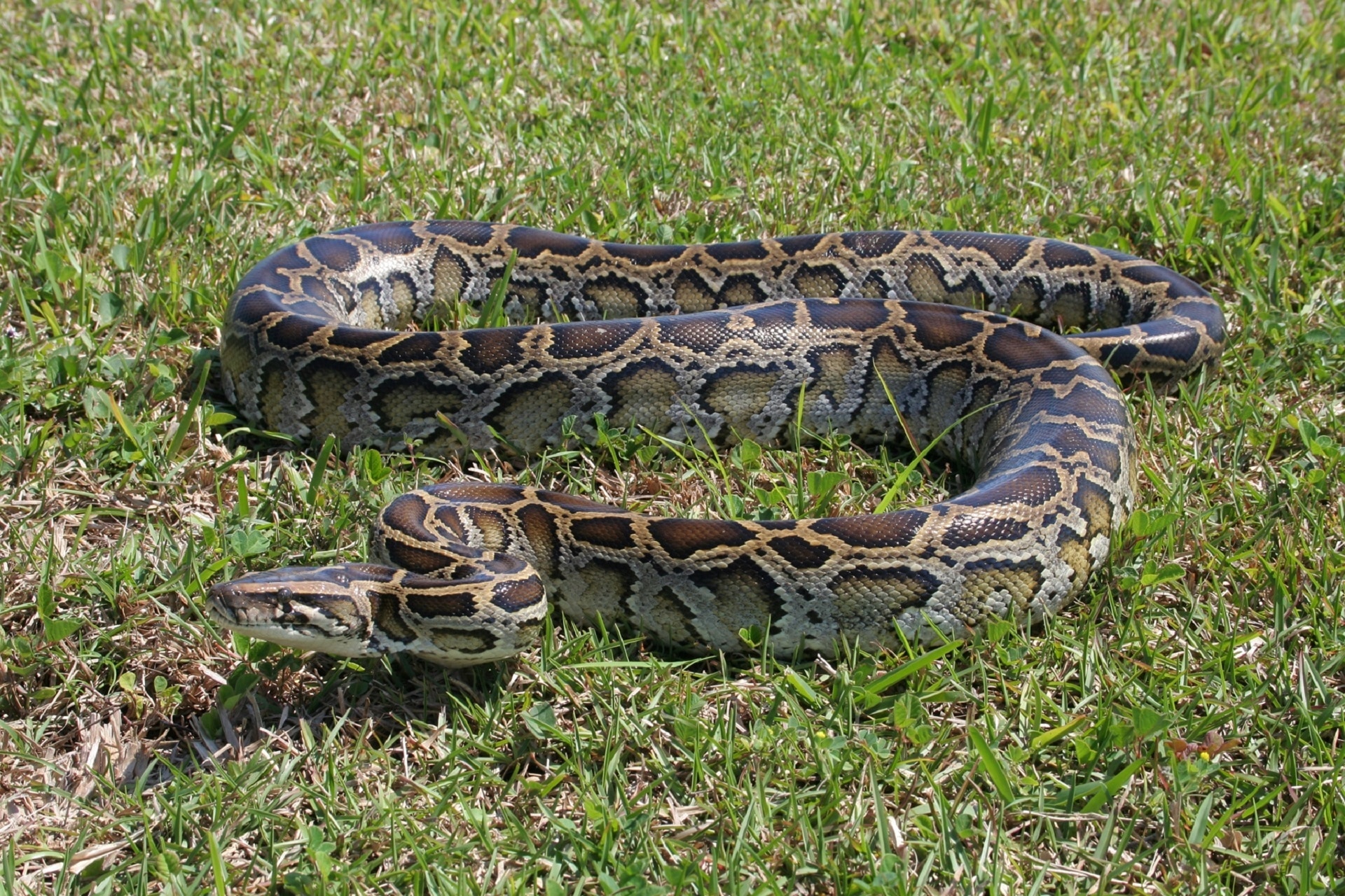 black brown and gray python