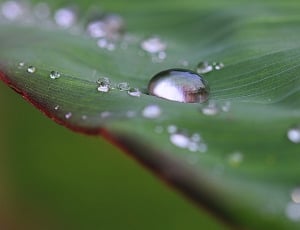 water on green plants focus photography thumbnail