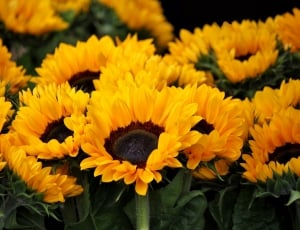 yellow sunflowers thumbnail