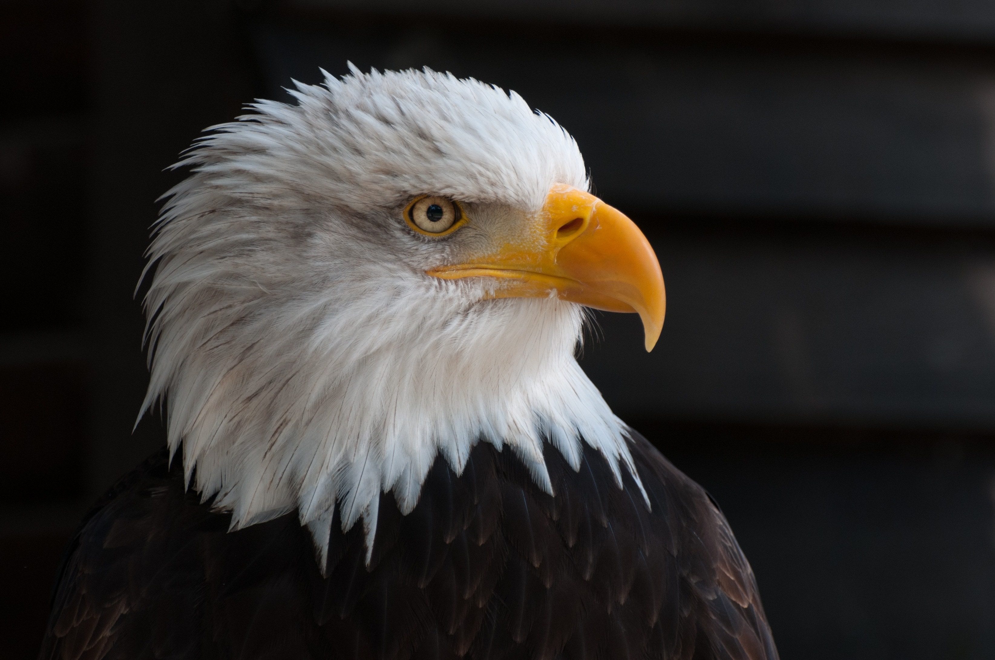 1920x1080 wallpaper | bald eagle | Peakpx