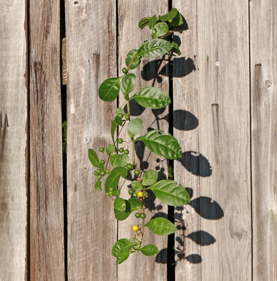 green berry vine plant preview