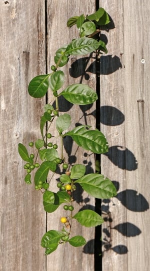 green berry vine plant thumbnail
