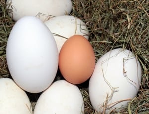 seven eggs on nest thumbnail