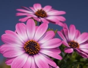 3 pieces pink petaled flowers thumbnail