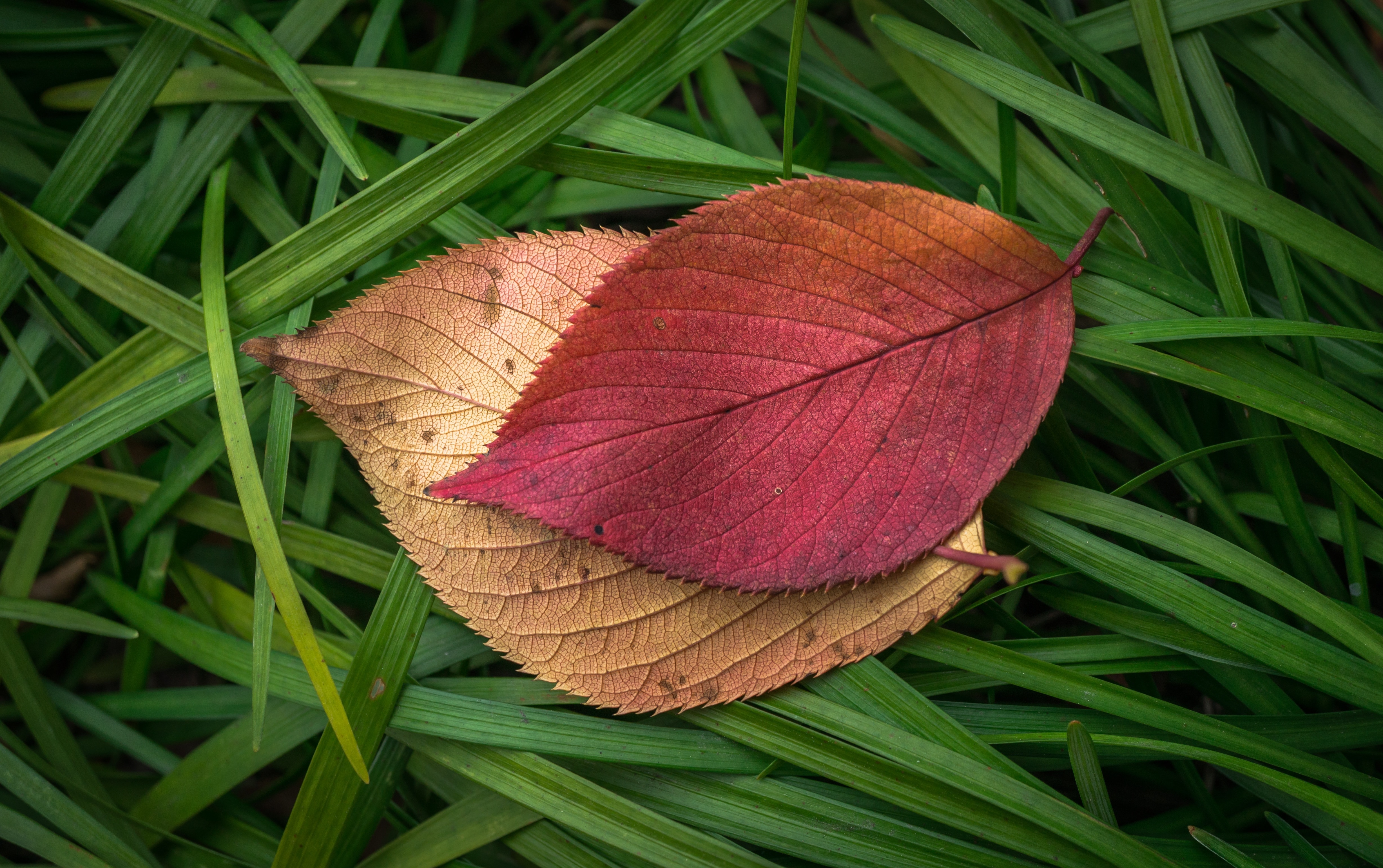 tilted plant's leaf