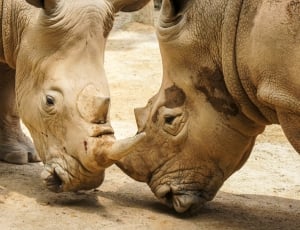 2 rhinos thumbnail