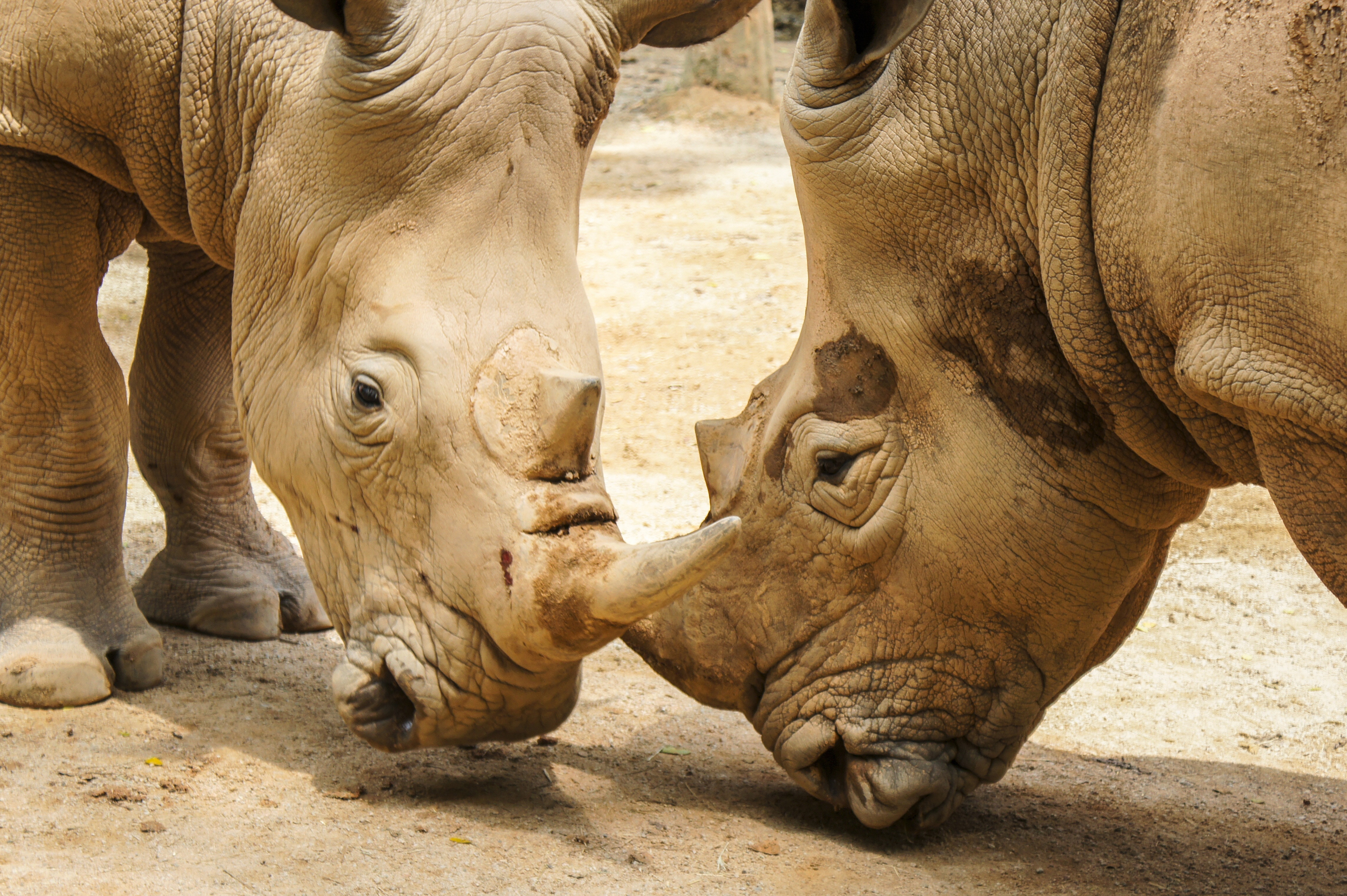 2 rhinos