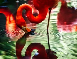 red flamingo thumbnail
