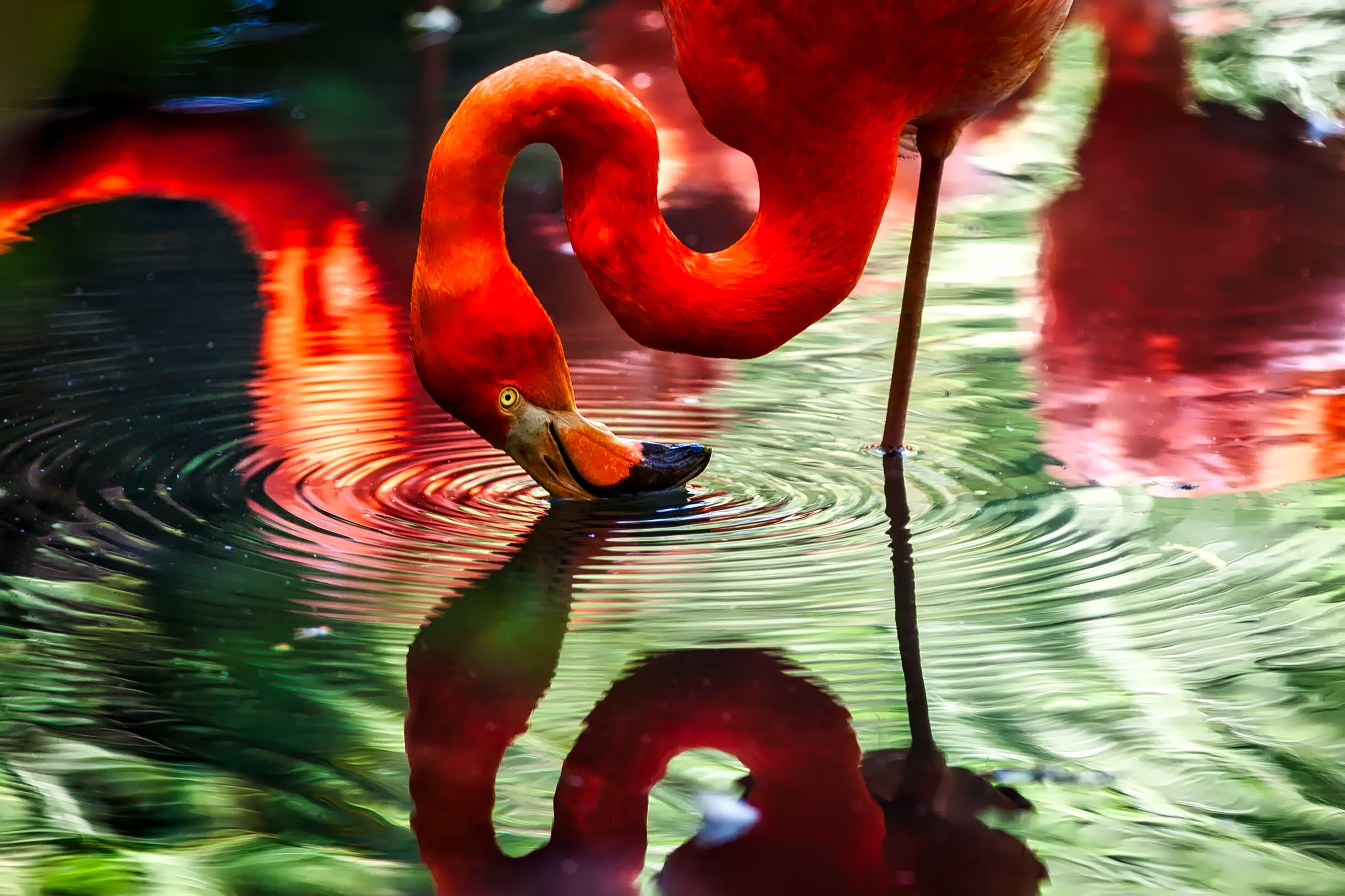 red flamingo